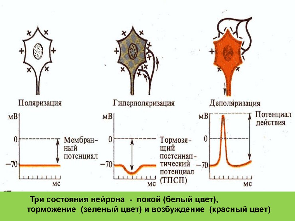 Деполяризация мембраны клетки. Гиперполяризация мембраны нервной клетки. Гиперполяризация мембраны это в физиологии. Нейрон физиология. Состояния нейрона.