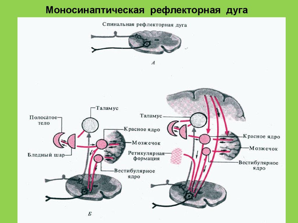 Би рефлекторные. Моносинаптическая рефлекторная дуга. Моносинаптическая рефлекторная дуга схема. Рефлекторная дуга физиология. Регуляция мышечного тонуса рефлексы.