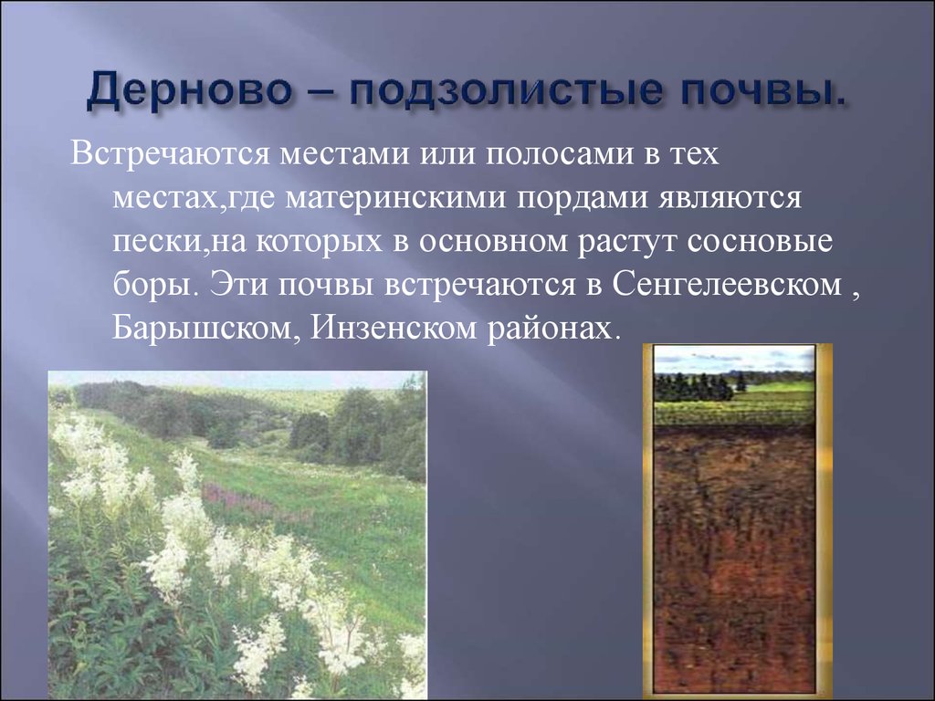 Как используется подзолистая почва. Дерново-подзолистые почвы характеристика. Характеристика почвы дерново подзолистые почвы. Свойства дерново-подзолистых почв. Древо подзолистая почва.