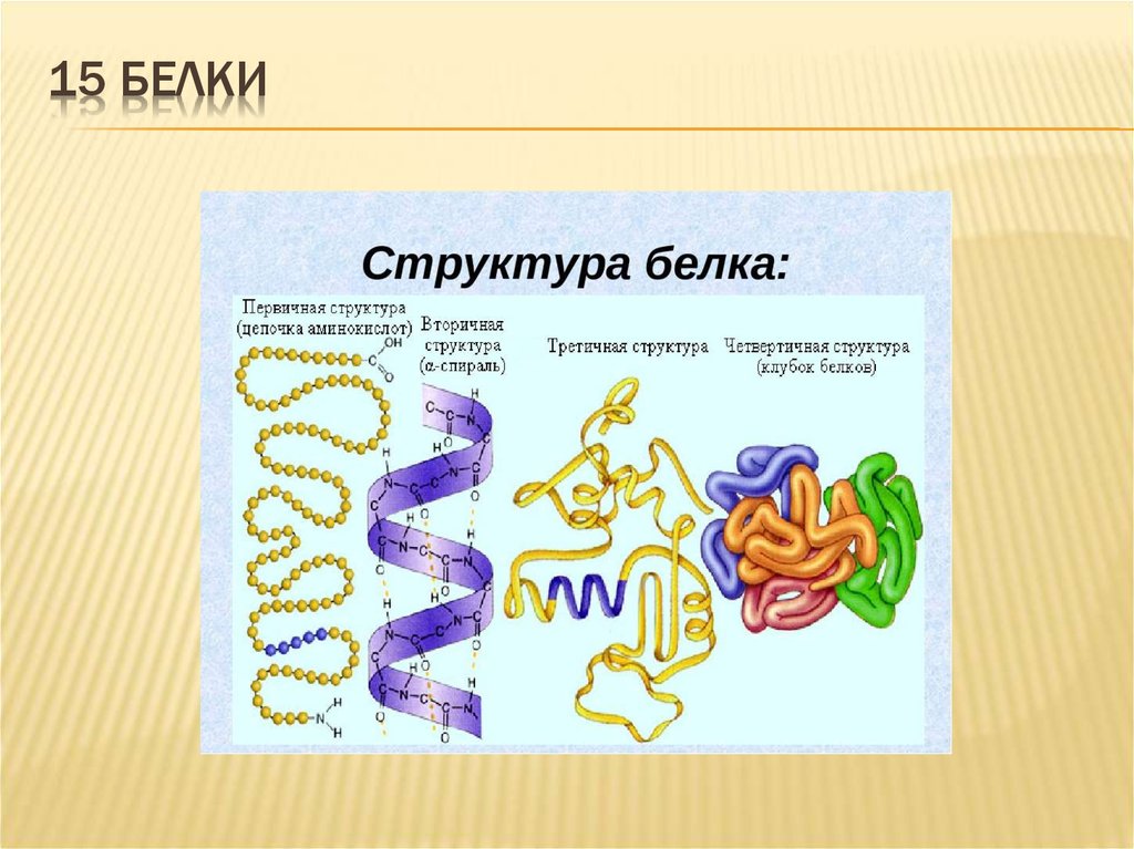 Макроэлемент белка. Клетка для белки. Белки в животной клетке. 15 Белков. Есть ли у животной клетки белки.