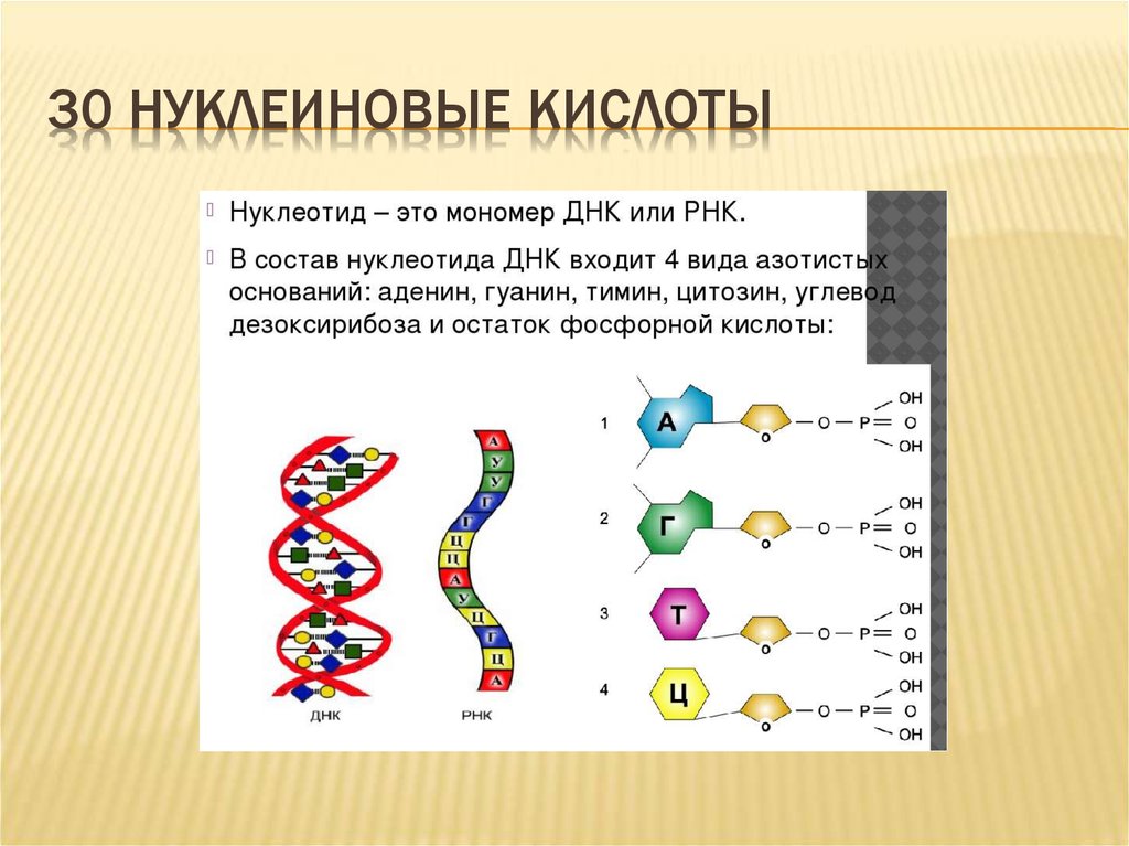 Число нуклеотидов в днк и рнк. Схема строения нуклеотидов мономеров ДНК И РНК. Нуклеиновые кислоты ДНК нуклеотид. Молекула нуклеиновой кислоты. Строение нуклеиновых кислот рисунок.