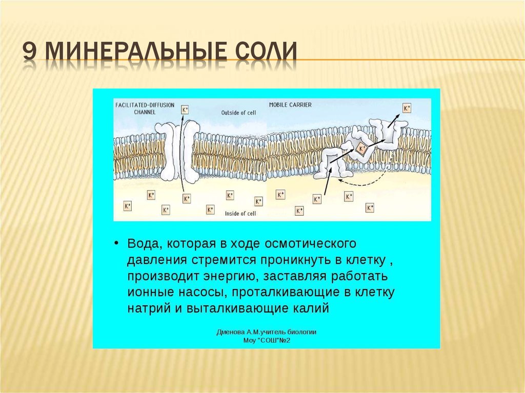 Минеральные соли в животной клетке. Солевые клетки.