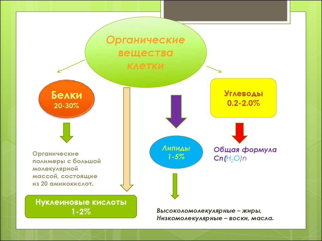 Производители органического вещества в сообществе. Нуклеиновые кислоты, белки, липиды. Липиды и нуклеиновые кислоты.