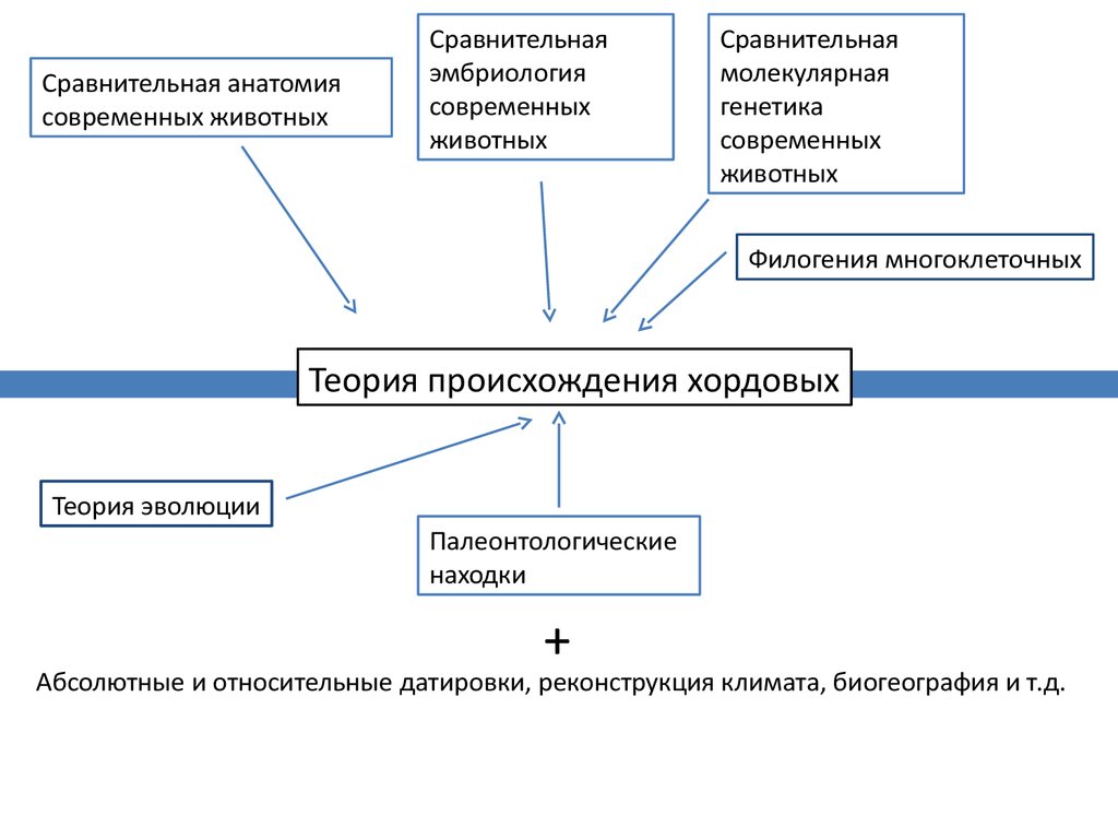 Доклад: Проблема происхождения хордовых