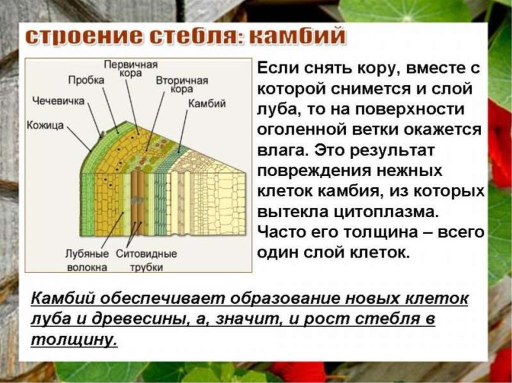 Внутреннее строение стебля функции. Биология 6 класс тема строение стебля. Строение стебля внутреннее строение стебля. Строение стебля дерева биология. Тип ткани камбия у стебля.