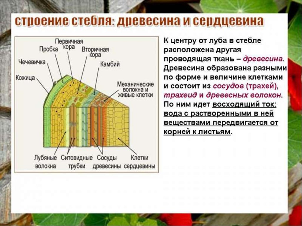 Внутреннее строение стебля функции. Внутреннее строение стебля древесина. Ткани растений внутреннее строение стебля. Внутреннее строение стебля слой строение функции. Внутреннее строение стебля ткани и функции.