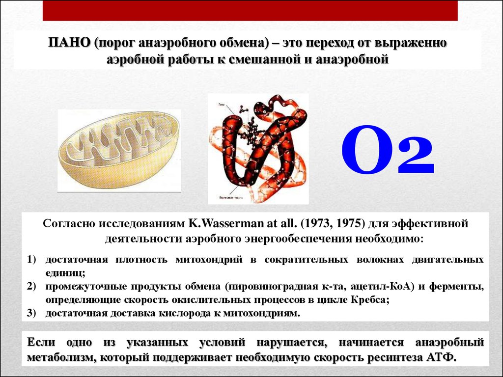 Порог анаэробного обмена (ПАНО): что это такое, как его определить и как использовать