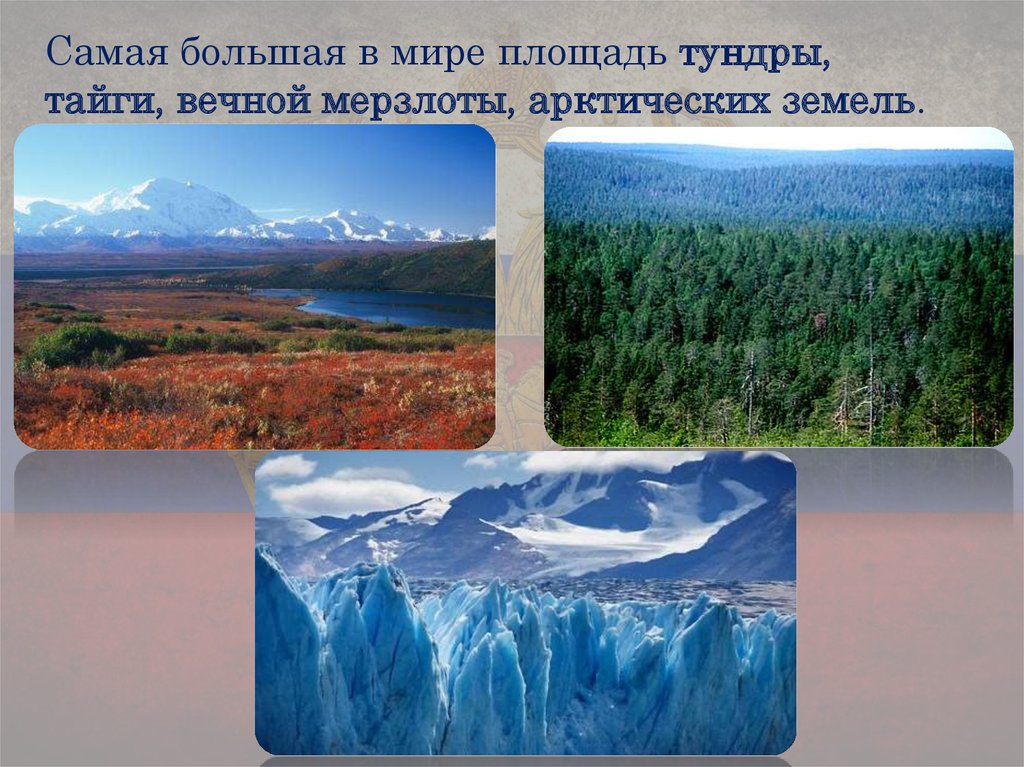 Тундра и тайга богаты папоротникообразными. Площадь тундры. Тайга и тундра. Площадь тундры, тайги Россия. Самая большая тундра.
