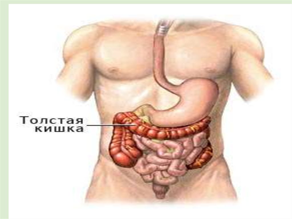 Прямая толстая и тонкая кишка. Расположение кишечника. Строение кишечника у мужчин. Расположение толстой кишки у человека.