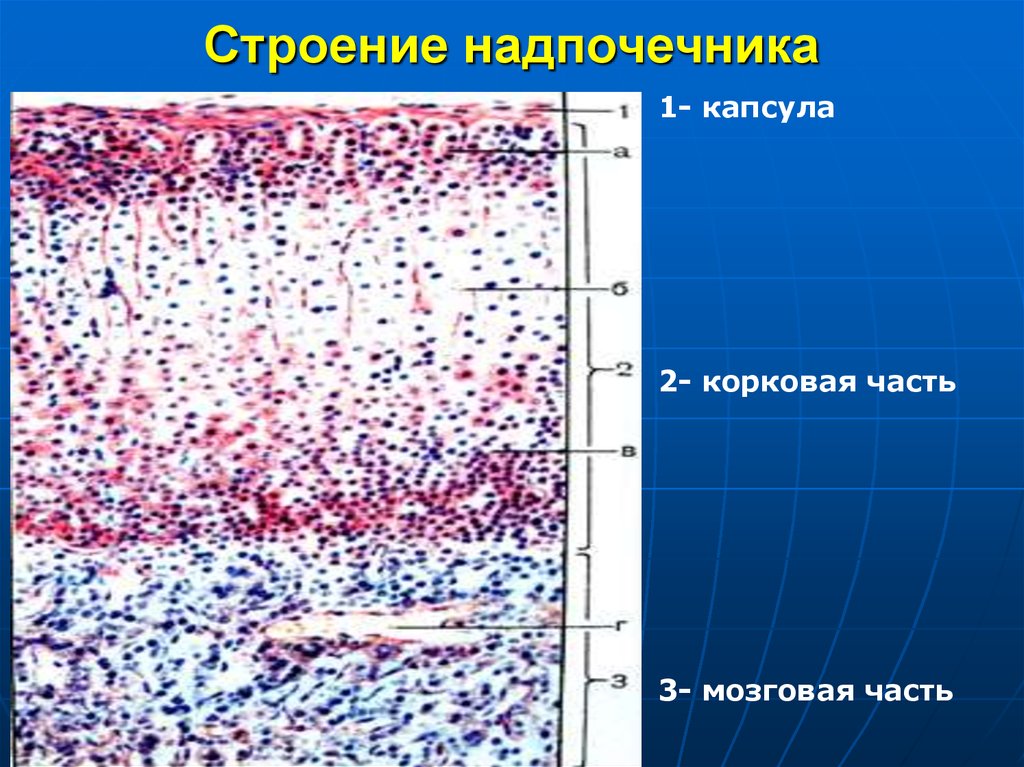 Хромаффинные клетки надпочечников