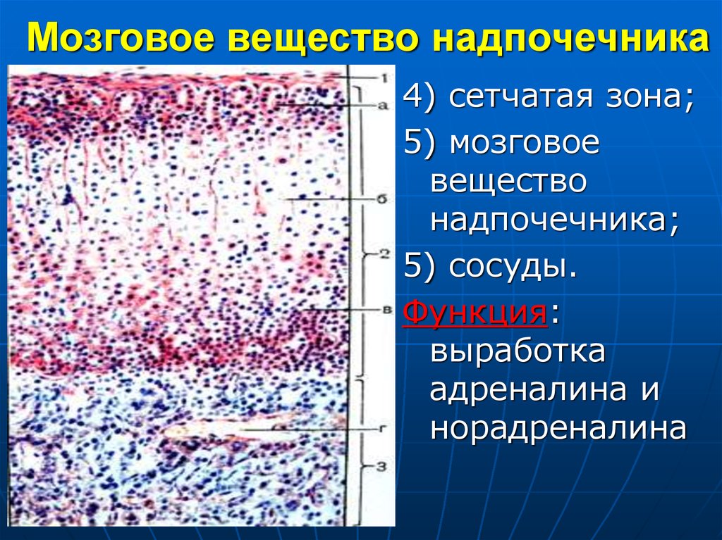 Хромаффинные клетки надпочечников