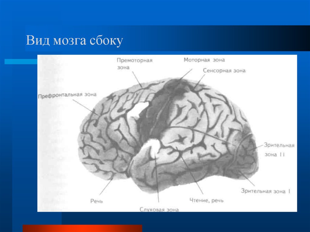 Виды мозга. Премоторные отделы головного мозга. Премоторные отделы левого полушария головного мозга. Премоторный отдел коры головного мозга. Мозг вид сбоку.