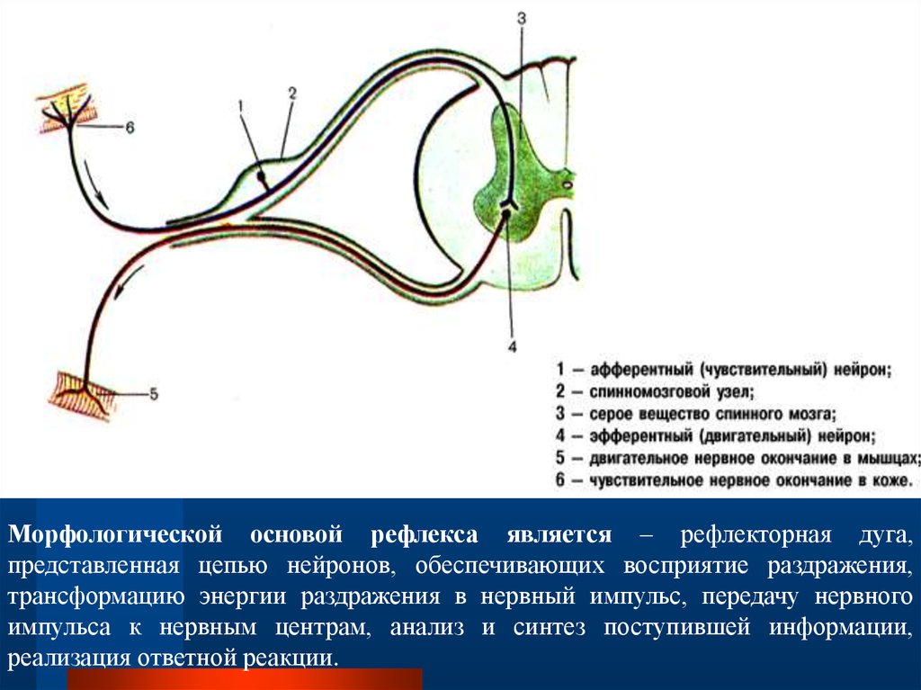 Путь рефлекторного импульса. 2 Нейронная рефлекторная дуга состоит из. Схема рефлекторной дуги спинного мозга. Элементы рефлекторной дуги спинного мозга. Двигательный путь вегетативной рефлекторной дуги схема.