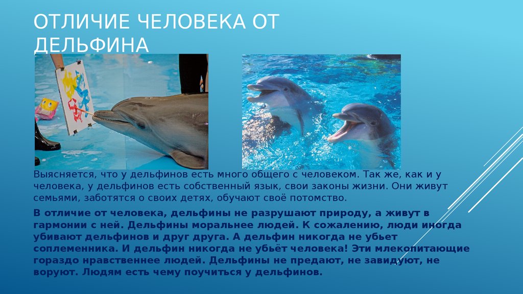 Загадка про дельфина. Факты о дельфинах для детей. Проект про дельфина. Дельфин характеристика. Проект про дельфинов.