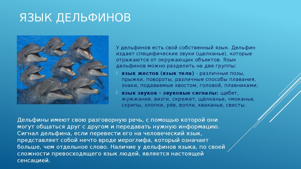 Дельфины люди моря проект 2 класс окружающий мир