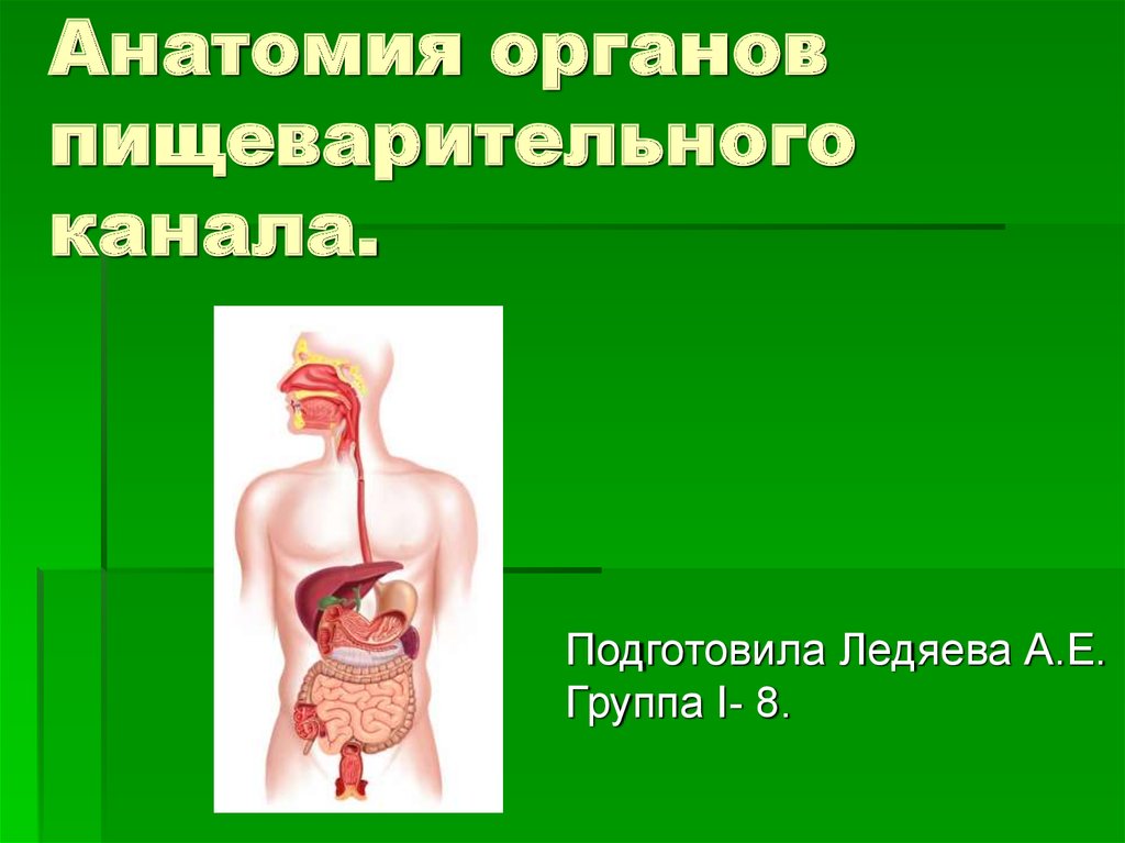 Анатомия органов пищеварительного канала.