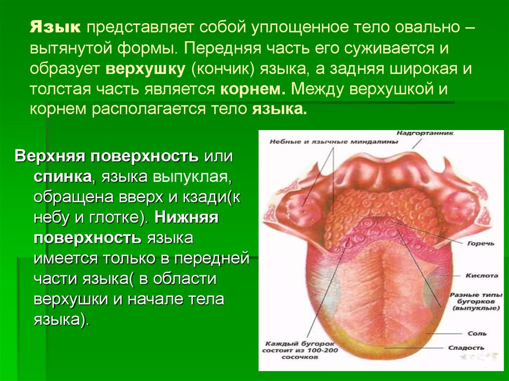 Язык человека значение. Строение поверхности языка.