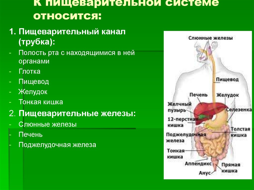 Печень относится к желудку