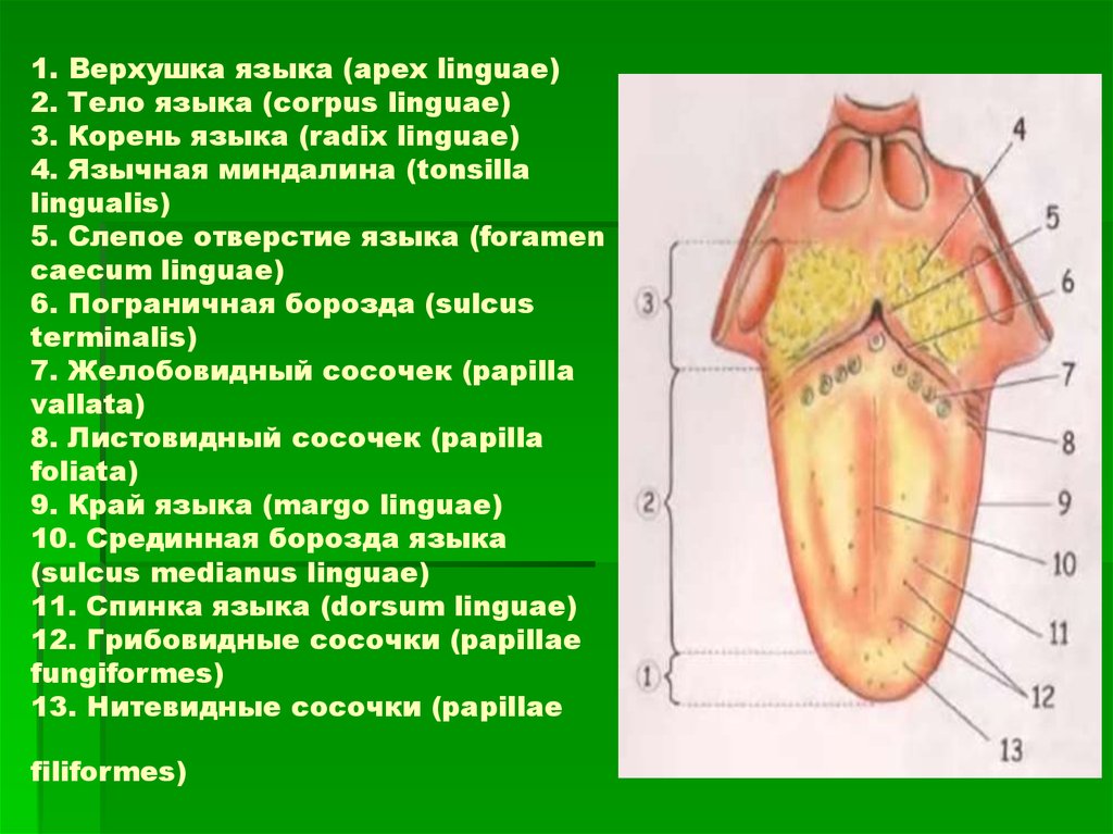 Куда язык. Верхушка языка анатомия.