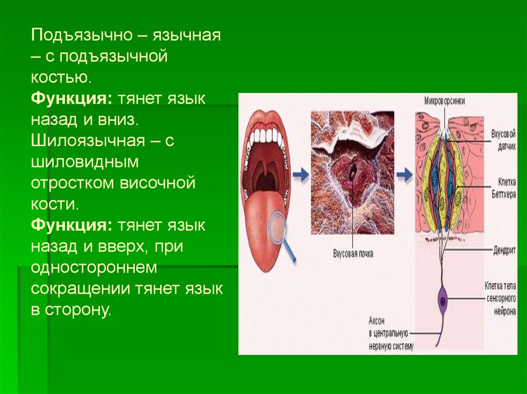 Потянул языке