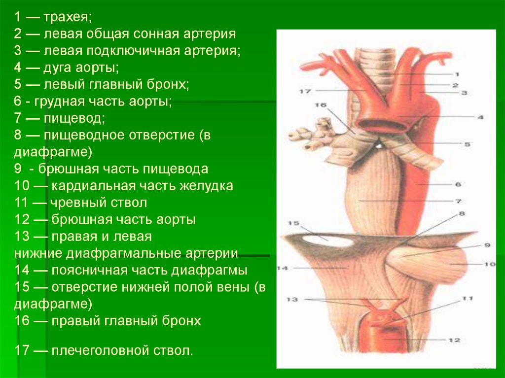 Артерии пищевода. Общая Сонная артерия. Левая Сонная артерия. Левая общая сонааяя артерия. Общая Сонная артерия и пищевод.