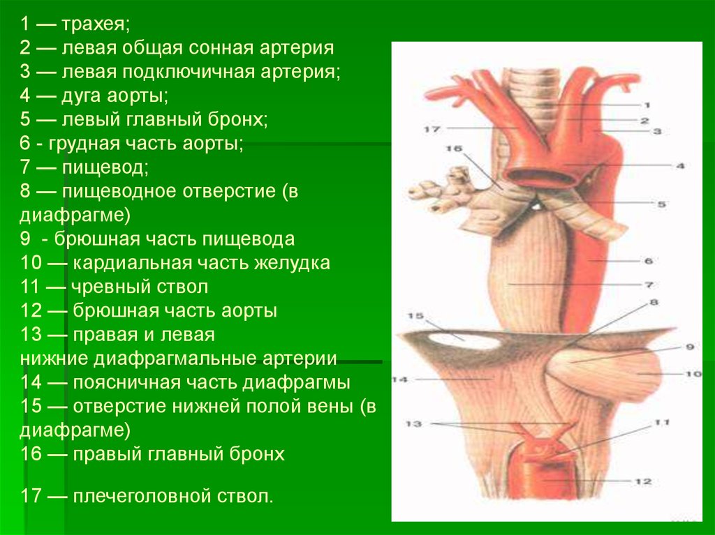 Левая сонная артерия. Общая Сонная артерия. Правая общая Сонная артерия. Трахея общая Сонная артерия.