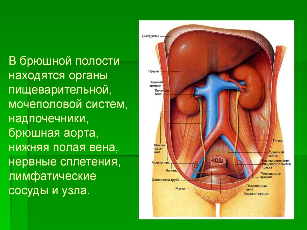 Какие железы расположены в брюшной полости. Органы брюшной полости. Органы расположенные в брюшной полости. Органы брюшной полости и мочевыделительной системы. Мочевые органы в брюшной полости.