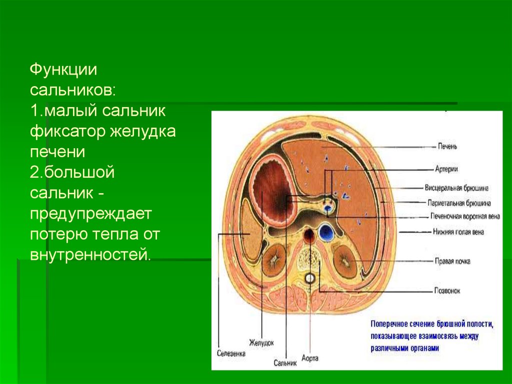 Малый сальник