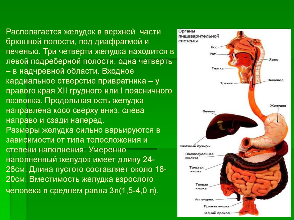 Располагается желудок в верхней части брюшной полости, под диафрагмой и печенью. Три четверти желудка находится в левой подреберной полос