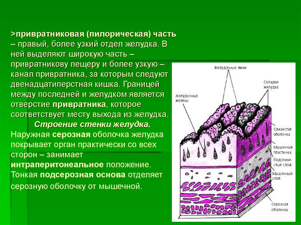 Пилорическая часть желудка. Привратниковая (пилоричecкая) чаcть жeлудка:. Строение стенки желудка. Пилорическая часть желудка строение. Строение пилорического отдела желудка гистология.