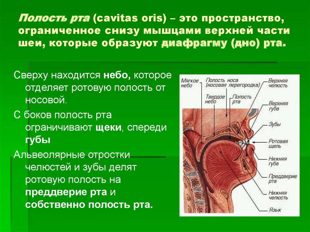 Органы расположенные в ротовой полости. Диафрагма полости рта анатомия. Строение мышц ротовой полости.