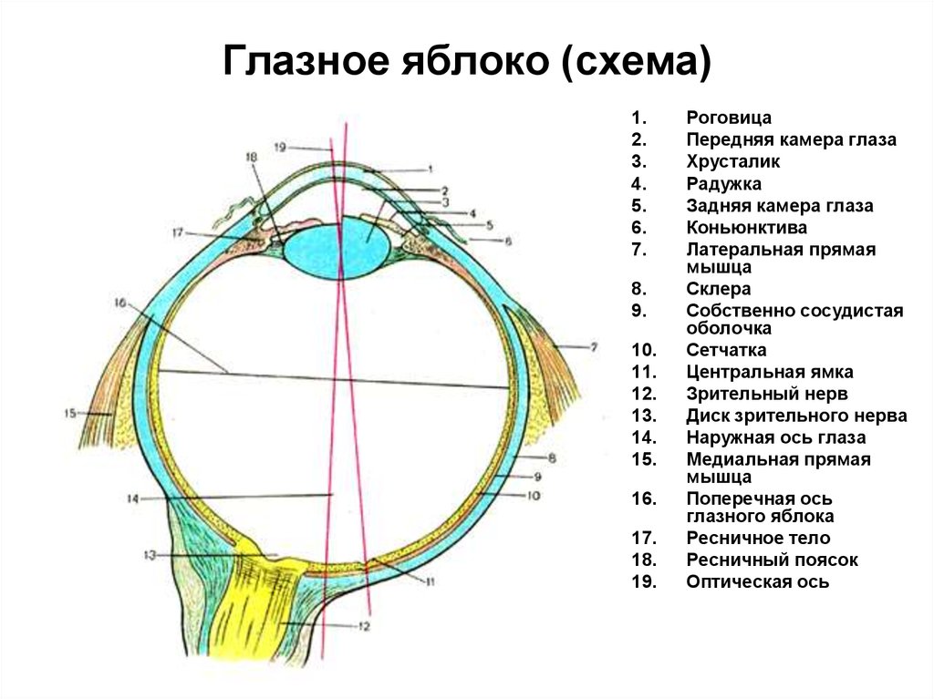 Строение глаза и значение. Схема продольного разреза глазного яблока. Строение оболочек глазного яблока. Схема глазного яблока (в сагиттальном сечении). Горизонтальный разрез глазного яблока анатомия.