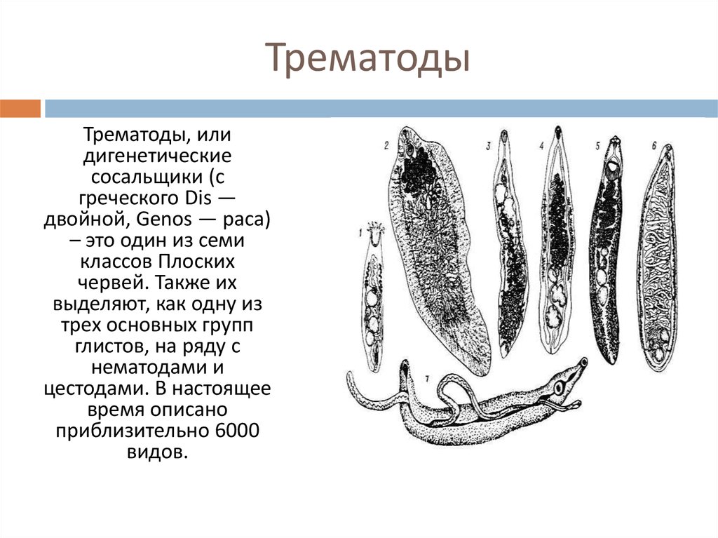 Заболевание вызванное сосальщиком. К гельминтам класса трематоды относятся. Тип плоские черви сосальщики. Паразитические плоские черви: дигенетические сосальщики. Класс сосальщики паразитические черви.