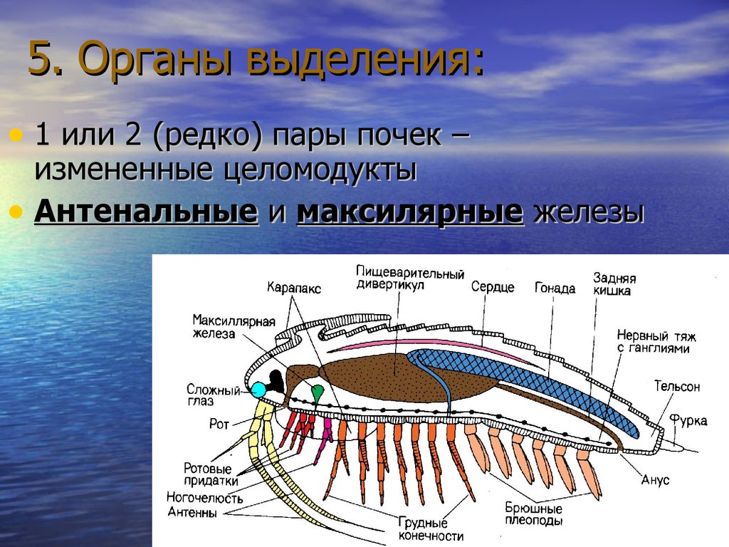 Органы выделения ракообразных