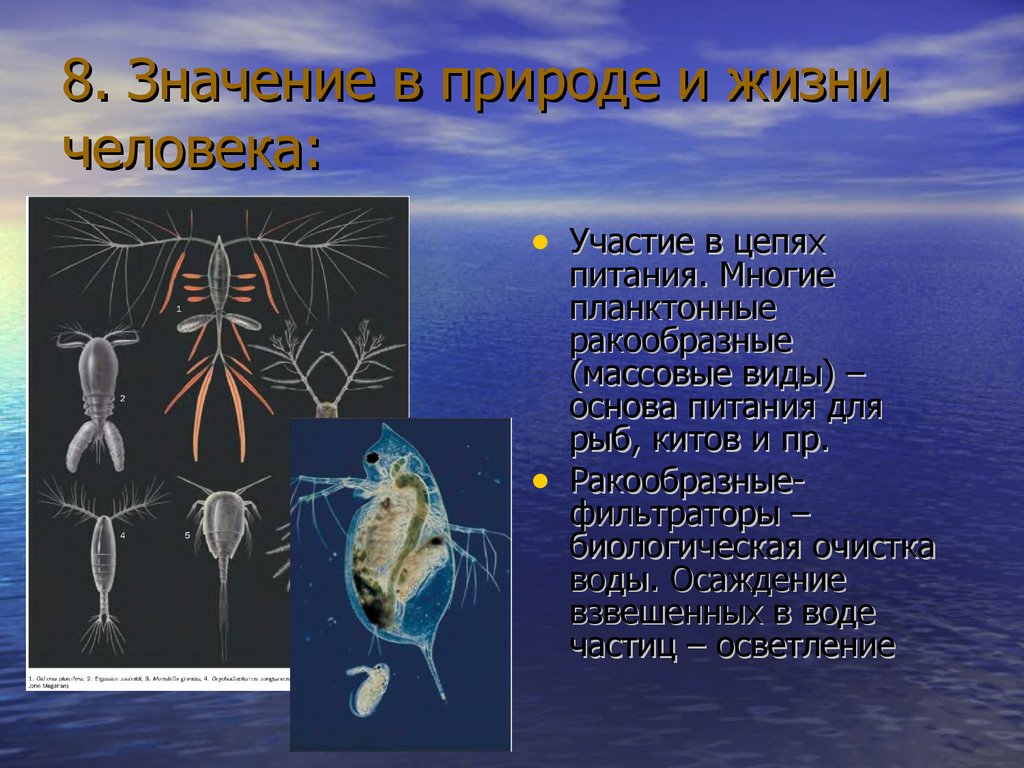 Значение ракообразных в природе. Значение китообразных в природе и жизни человека. Роль ракообразных в природе. Значение китов в природе и жизни человека. Значение ракообразных в природе и жизни человека.