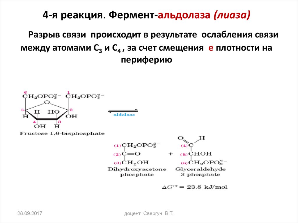 Реакции ферментов