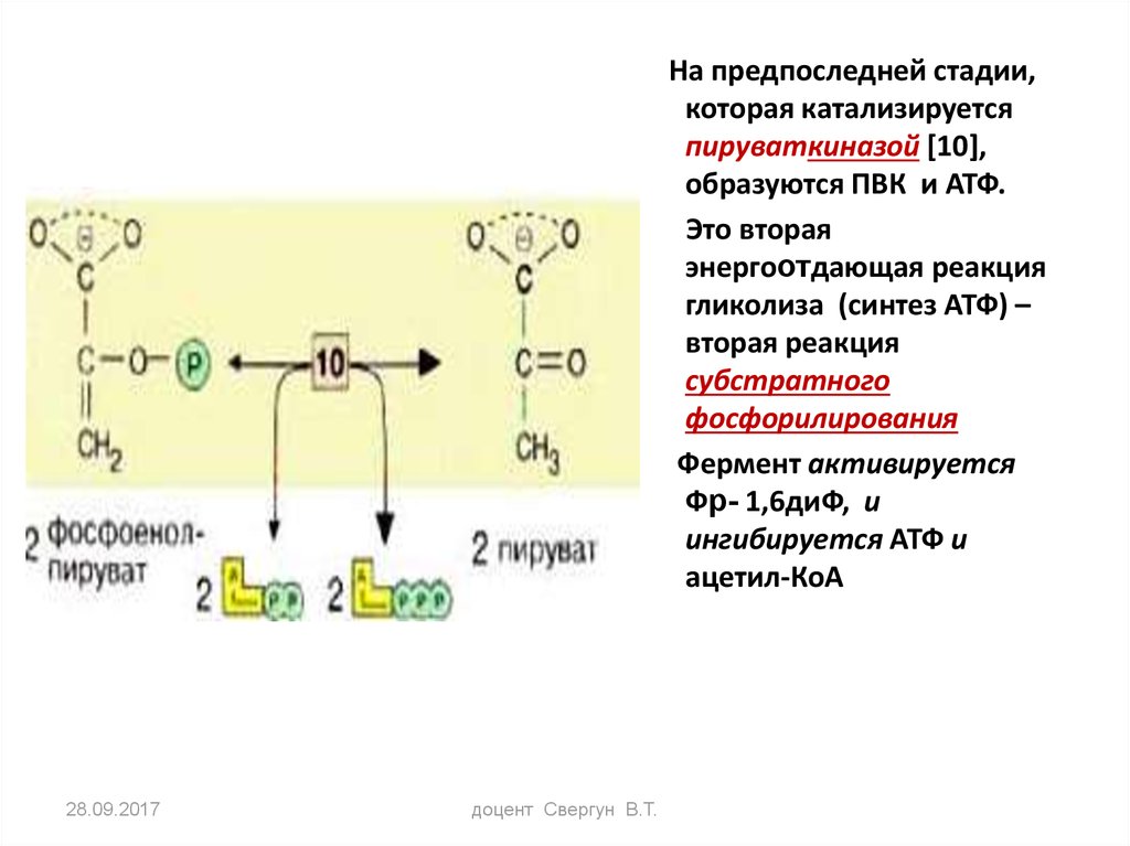 Расщепление нуклеиновых кислот. Путь синтеза АТФ за счёт разрыва макроэргических свзяей.