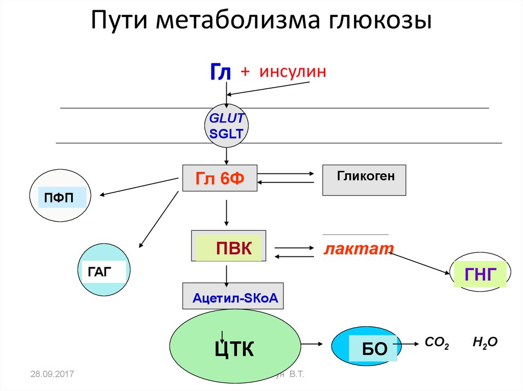 Процесс расщепления глюкозы