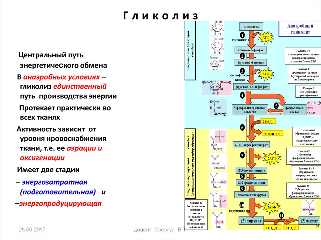 Процесс расщепления глюкозы