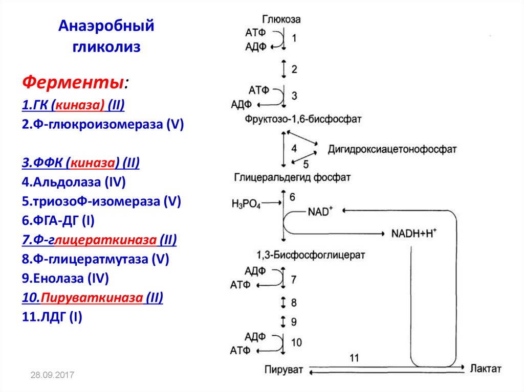 Гликолиз последовательность реакций. Анаэробный распад Глюкозы биохимия. Схема схема анаэробного гликолиза. Гликолиз схема с ферментами. Ферменты анаэробного гликолиза.