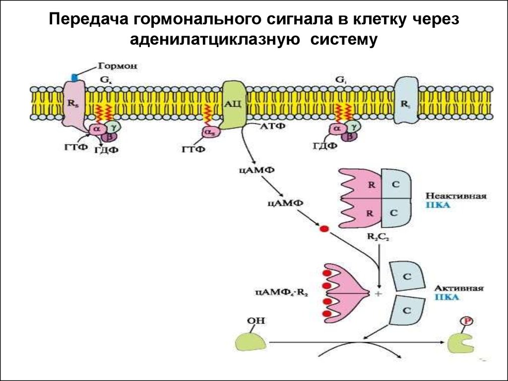 Сигнала фермент. Аденилатциклазный механизм передачи гормонального сигнала. Аденилатциклазная система биохимия схема. Аденилатциклазный механизм биохимия. Гуанилатциклазная система передачи гормонального сигнала.