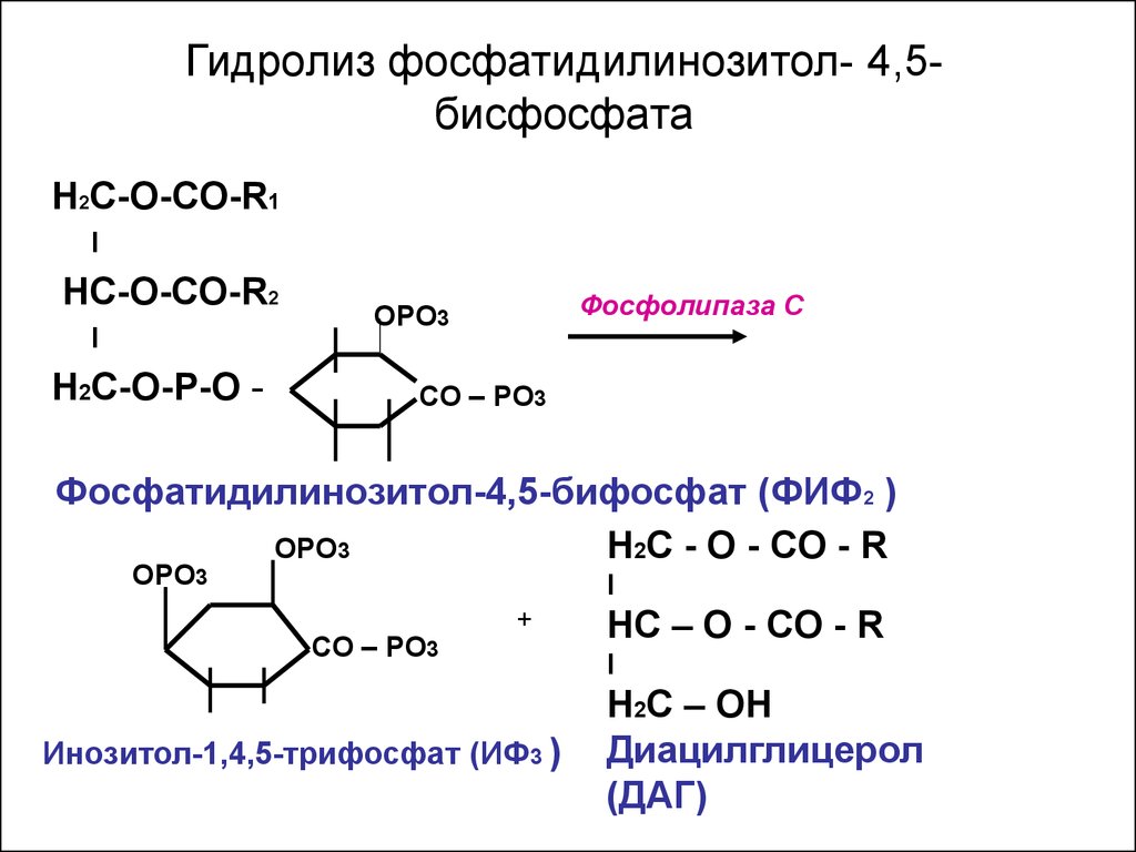 Гидролиз фосфатидилинозитол- 4,5-бисфосфата