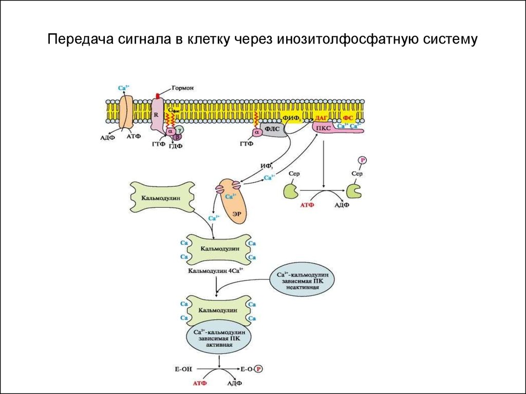 Звуковой сигнал преобразуется в нервные импульсы в структуре обозначенной на рисунке цифрой ответ