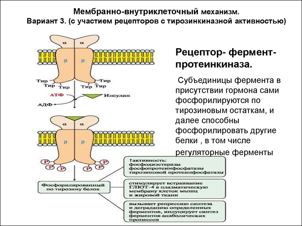 Сигнала фермент. Гормоны мембранно внутриклеточного механизма. Тирозиновая протеинкиназа Рецептор инсулина. Схема действия инсулина через Рецептор с тирозинкиназной. Строение тирозинкиназного рецептора.