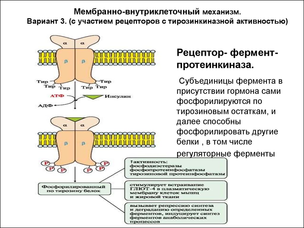 Сигналы рецепторов. Тирозинкиназная активность рецепторов инсулина. Тирозиновая протеинкиназа Рецептор инсулина. Механизм трансдукции сигнала рецепторов тирозинкиназных рецепторов. Схема действия инсулина через Рецептор с тирозинкиназной.