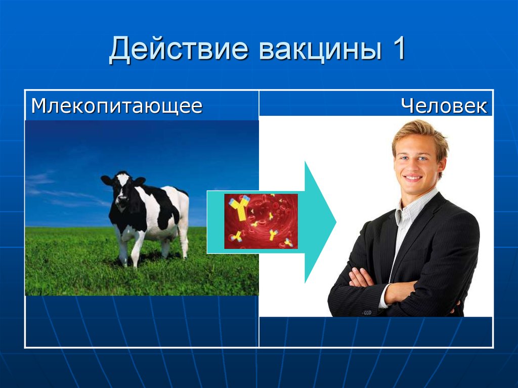 Действие вакцины 1