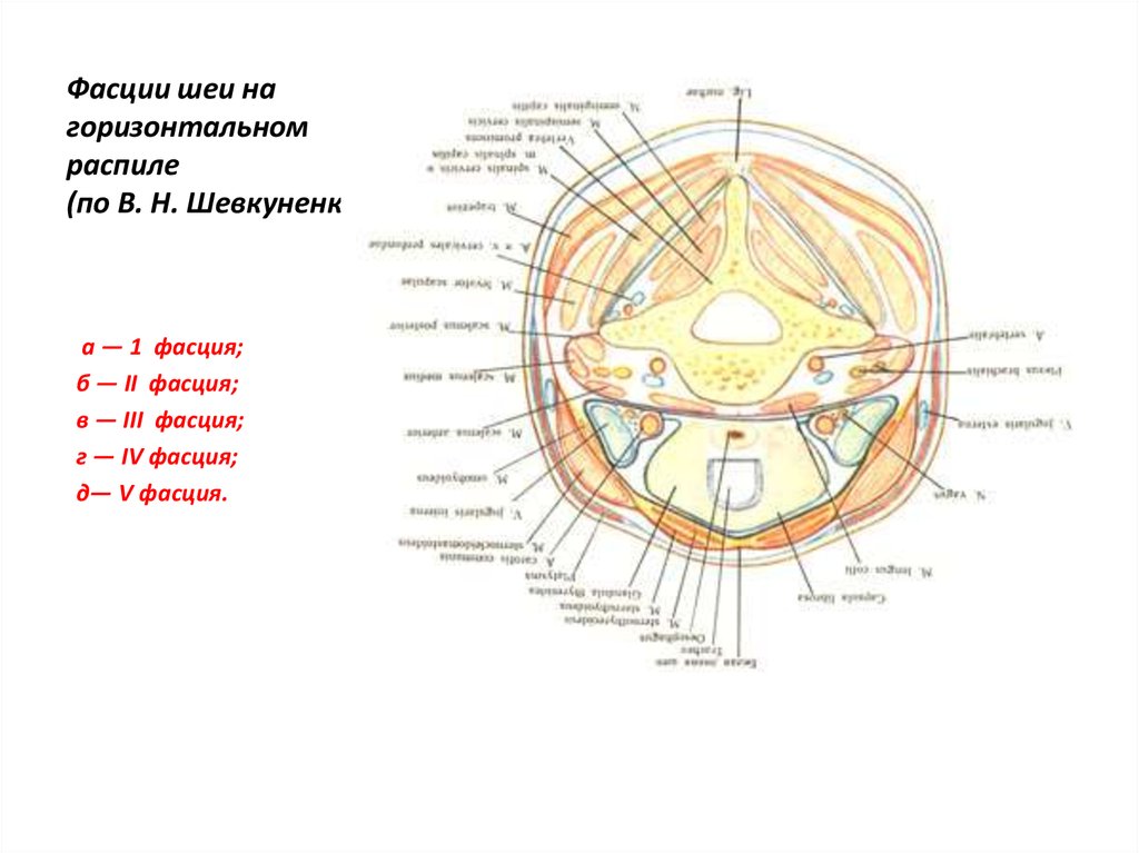 Поперечный срез шеи схема. Топография фасций шеи по Шевкуненко. Фасции шеи горизонтальный срез схема. Схему фасций шеи по в.н. Шевкуненко.