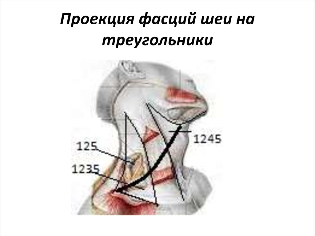 Топографическая анатомия и оперативная хирургия шеи презентация