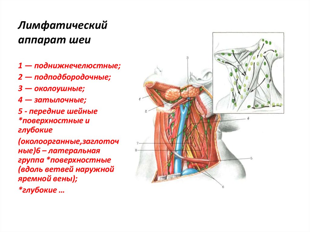 Лимфатические узлы шеи