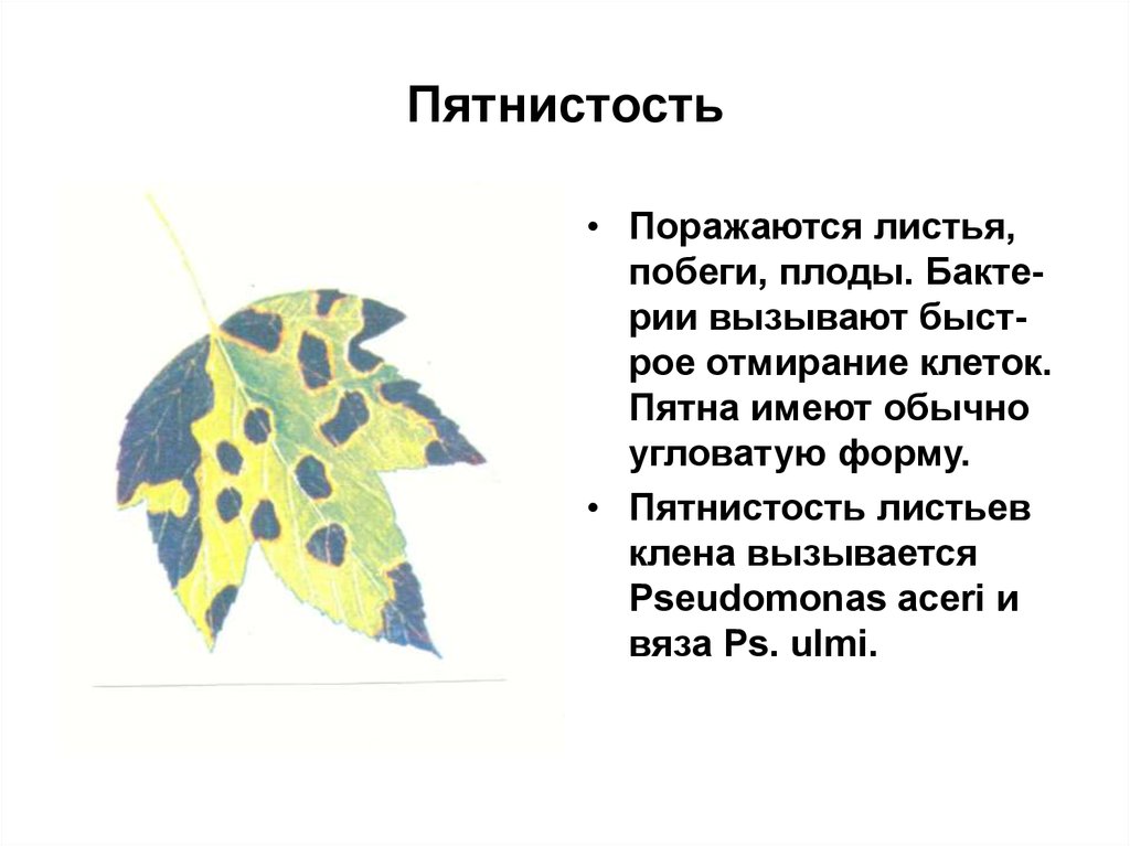 Цвет болезни. Черная пятнистость клена Тип болезни. Бактериальные болезни растений. Болезни растений вызываемые бактериями. Типы болезней растений пятнистости.